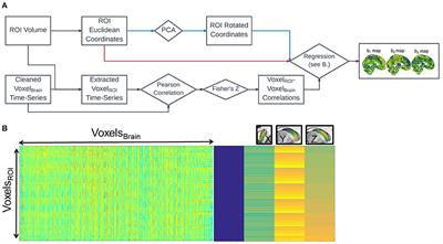 Topographic organization of the human caudate functional connectivity and age-related changes with resting-state fMRI